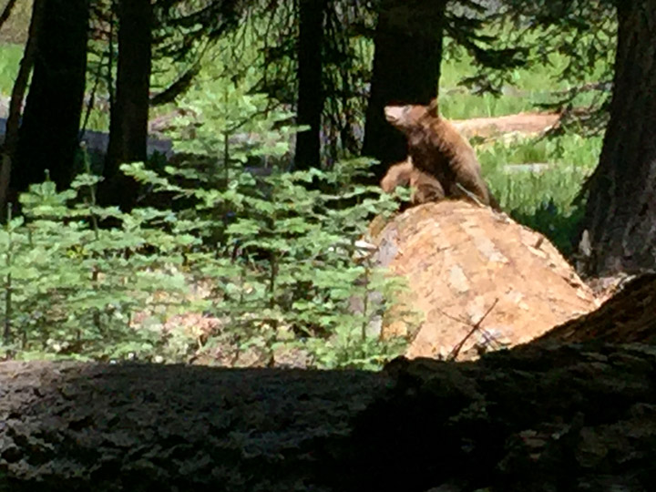 black-bear-01
