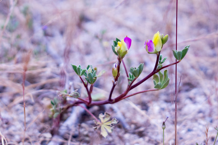 wildflower-01