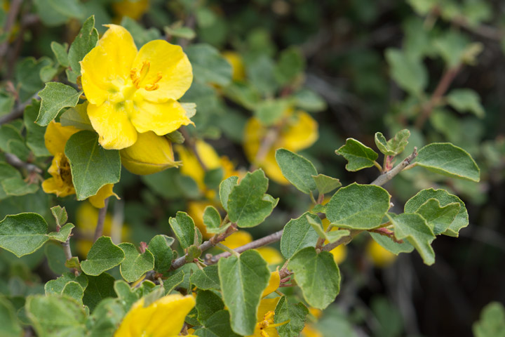 yellow-flowers